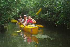 People kayaking through mangroves in Samoa