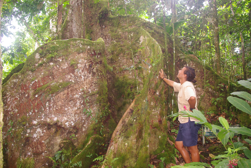 A man looking up at the large buttress roots of the Ma tree, part of Samoa's O le Pupu-Pue National Park.