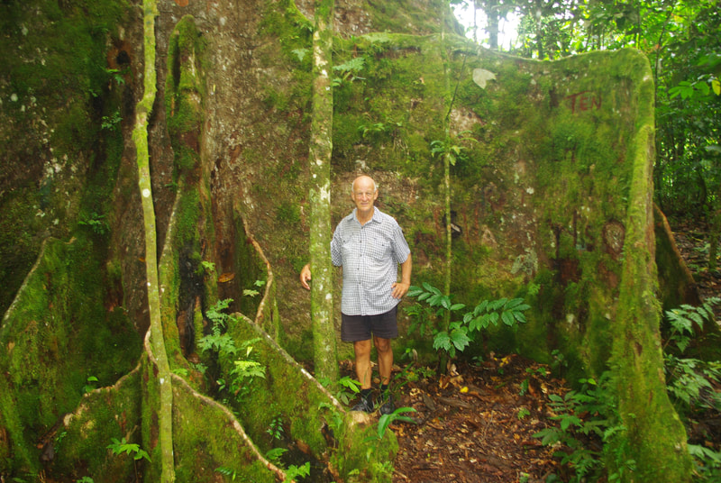 An elderly man A man standing beside the large buttress roots of the Ma tree, part of Samoa's O le Pupu-Pue National Park.