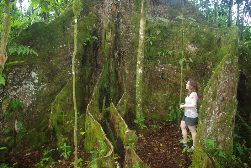 A teenage girl looking up at the large buttress roots of the Ma tree, part of Samoa's O le Pupu-Pue National Park.